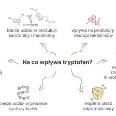 Tryptofan wpływa na nastrój, produkcję neuroprzekaźników, równowagę mikroflory jelitowej i układ odpornościowy. Bierze też udział w syntezie białek.