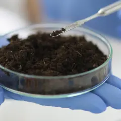 Badacz w niebieskich rękawiczkach pobiera próbkę ziemi z petrówki, badając zawartość kwasu fulwowego.