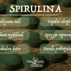 Spirulina właściwości: odżywia ciało, łagodzi alergie, podnosi wydolność, sprzyja regeneracji, pobudza detox, działa prebiotycznie.