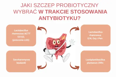 Grafika przedstawia jelita z plastrami i bandażami, obok nich cztery probiotyki, które mogą pomóc podczas antybiotykoterapii.