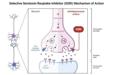 Schemat działania SSRI: blokowanie wychwytu zwrotnego serotoniny w synapsie, zwiększając jej dostępność.
