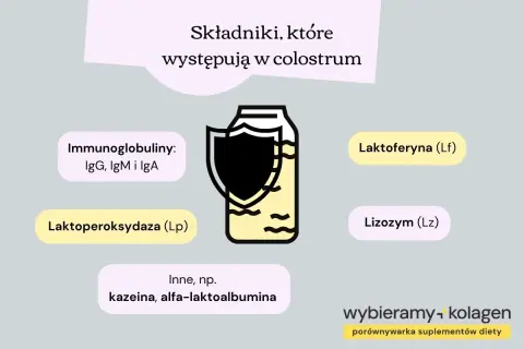 Colostrum zawiera cenne składniki, w tym immunoglobuliny (IgG, IgM, IgA), laktoferynę, lizozym i inne.