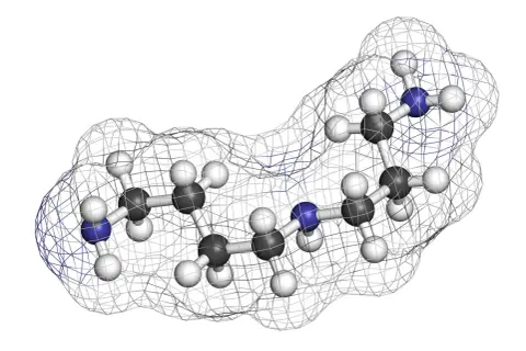 Model cząsteczki spermidyny, z atomami węgla (szare), wodoru (białe) i azotu (niebieskie), otoczony siatką konturu.