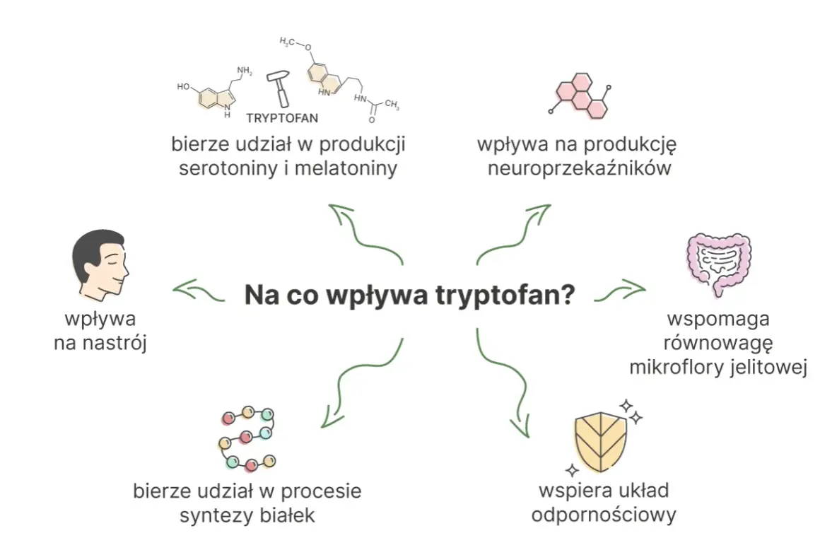 Tryptofan wpływa na nastrój, produkcję neuroprzekaźników, równowagę mikroflory jelitowej i układ odpornościowy. Bierze też udział w syntezie białek.