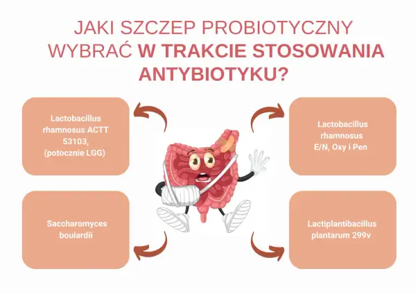 Grafika przedstawia jelita z plastrami i bandażami, obok nich cztery probiotyki, które mogą pomóc podczas antybiotykoterapii.