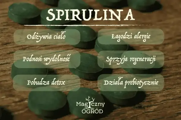 Spirulina właściwości: odżywia ciało, łagodzi alergie, podnosi wydolność, sprzyja regeneracji, pobudza detox, działa prebiotycznie.