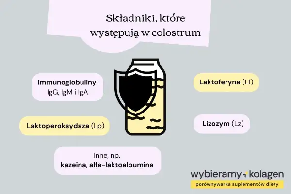 Colostrum zawiera cenne składniki, w tym immunoglobuliny (IgG, IgM, IgA), laktoferynę, lizozym i inne.