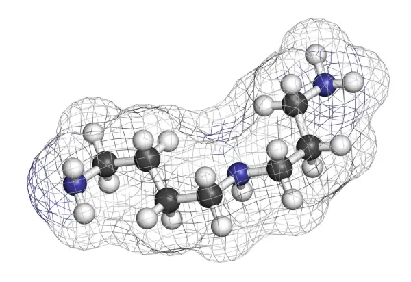 Model cząsteczki spermidyny, z atomami węgla (szare), wodoru (białe) i azotu (niebieskie), otoczony siatką konturu.